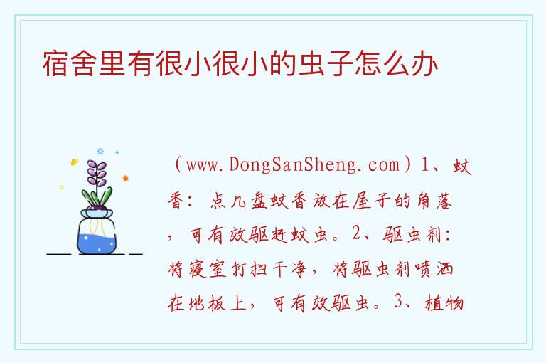 宿舍里有很小很小的虫子怎么办 