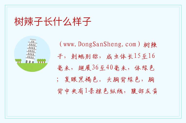 树辣子长什么样子 