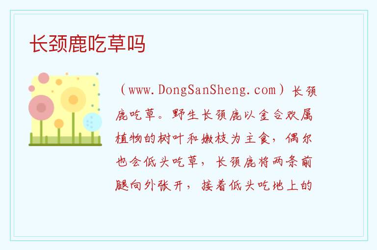 长颈鹿吃草吗 