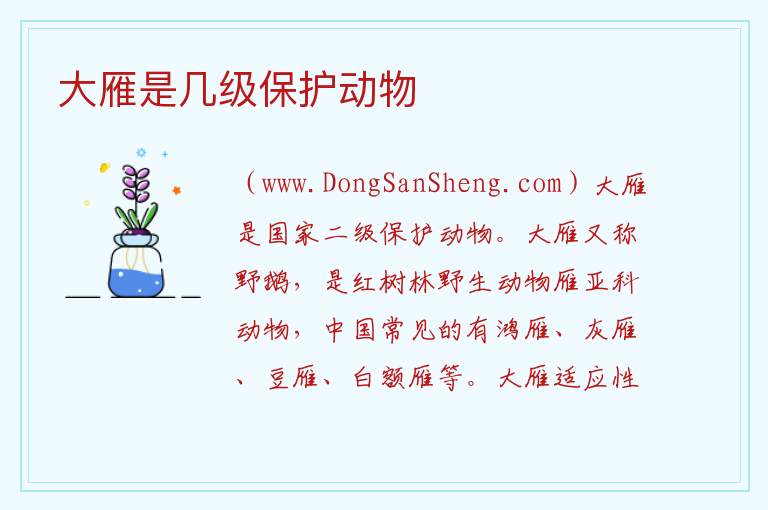 大雁是几级保护动物 