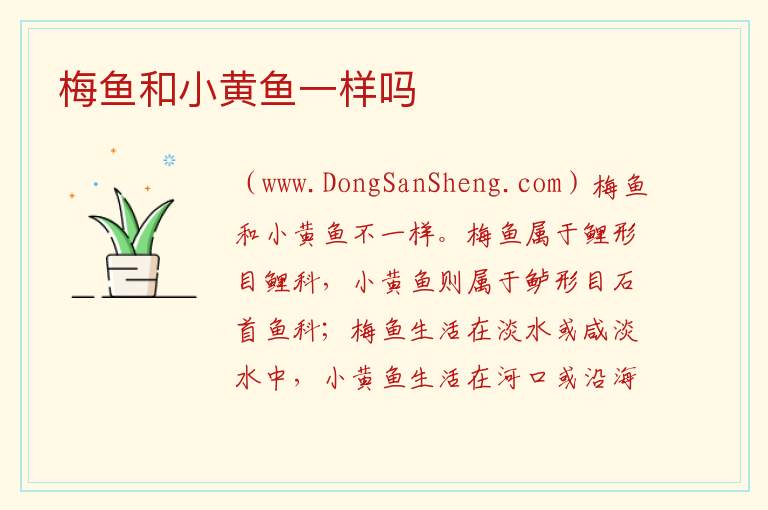 梅鱼和小黄鱼，梅鱼和小黄鱼