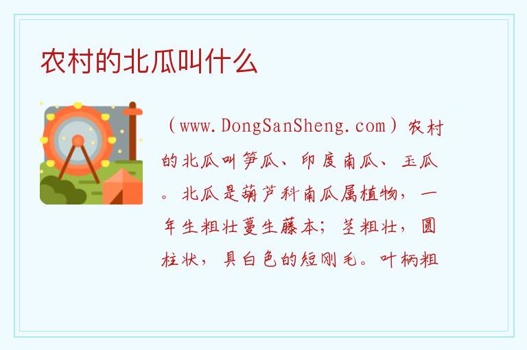 农村的北瓜叫什么 