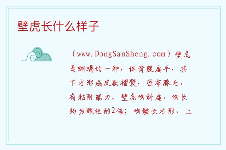 壁虎长什么样子 