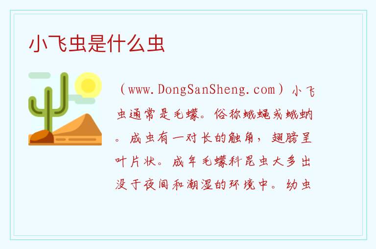 小飞虫是什么虫 