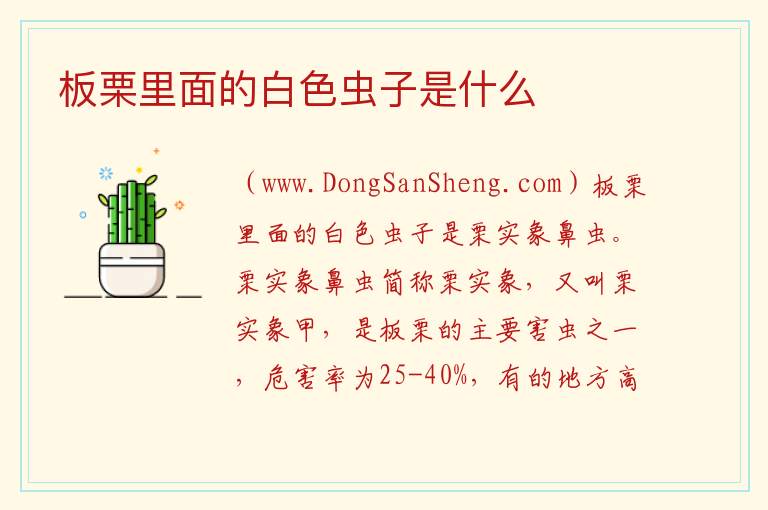 板栗里面的白色虫子是什么 
