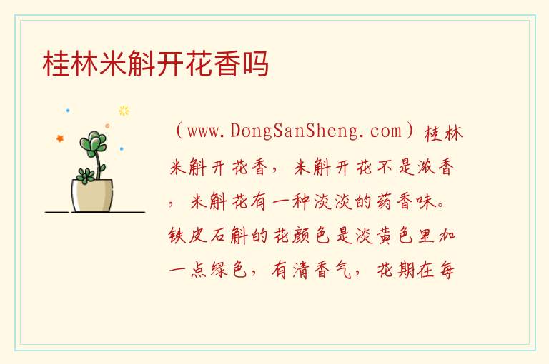 桂林米斛开花香吗 