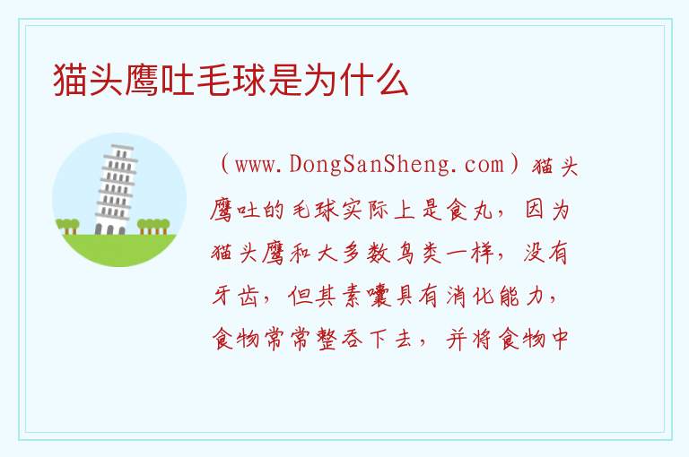 猫头鹰吐毛球是为什么 