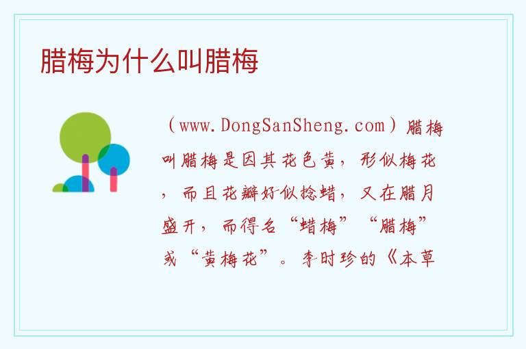 腊梅为什么叫腊梅 