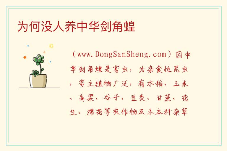 为何没人养中华剑角蝗 