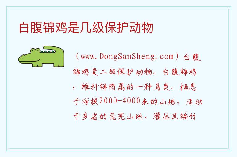 白腹锦鸡是几级保护动物 