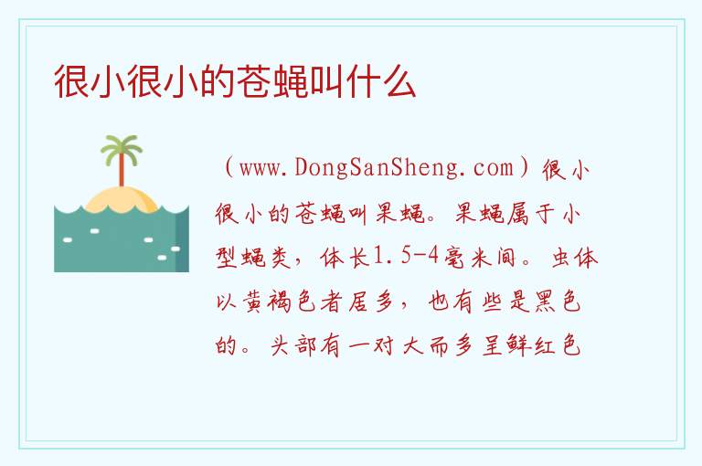 很小很小的苍蝇叫什么 