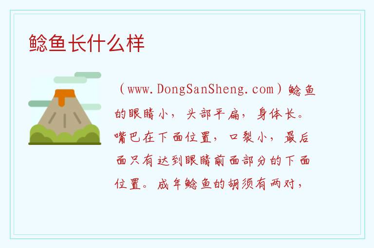 鲶鱼长什么样 