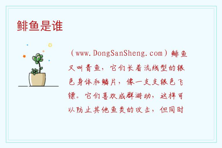 鲱鱼是谁 