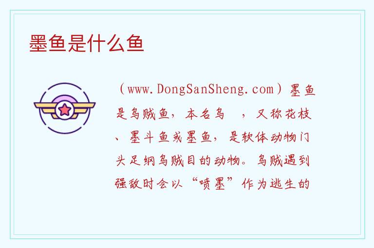 墨鱼是什么鱼 