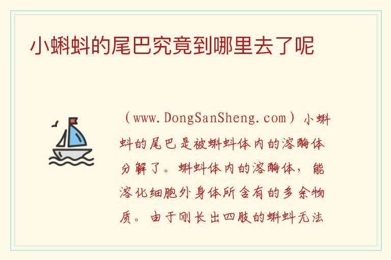 小蝌蚪的尾巴究竟到哪里去了呢 