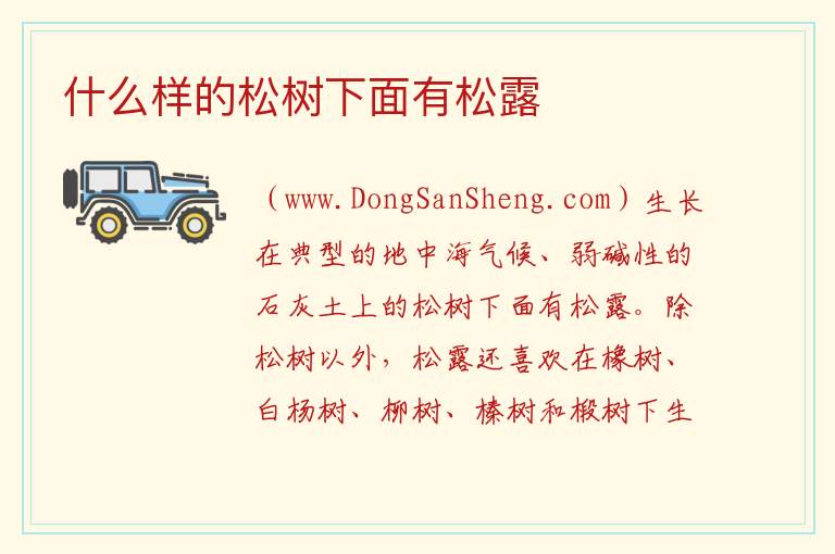 什么样的松树下面有松露 