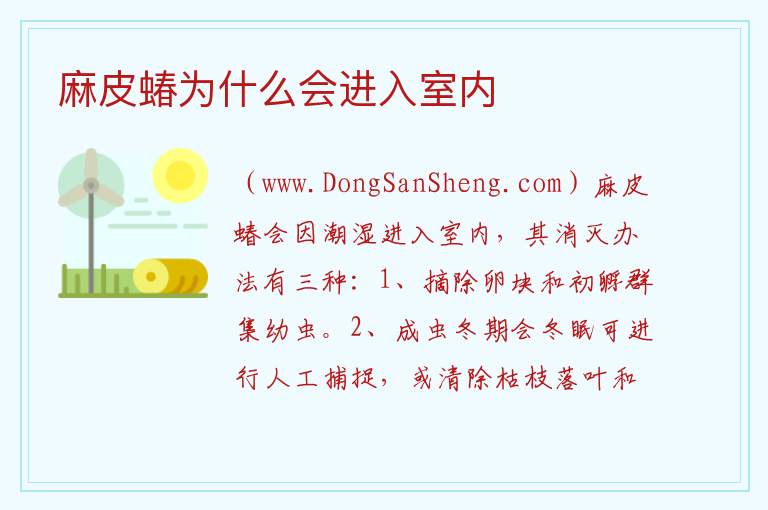 麻皮蝽为什么会进入室内 