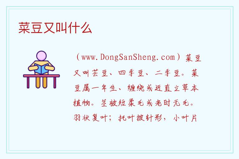 菜豆又叫什么 