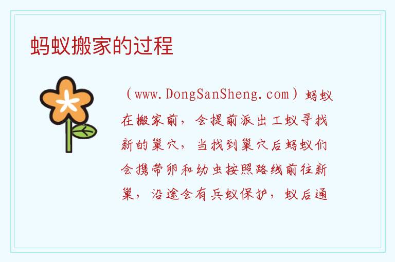 蚂蚁搬家的过程 