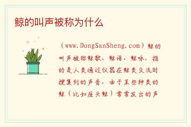 鲸的叫声被称为什么 