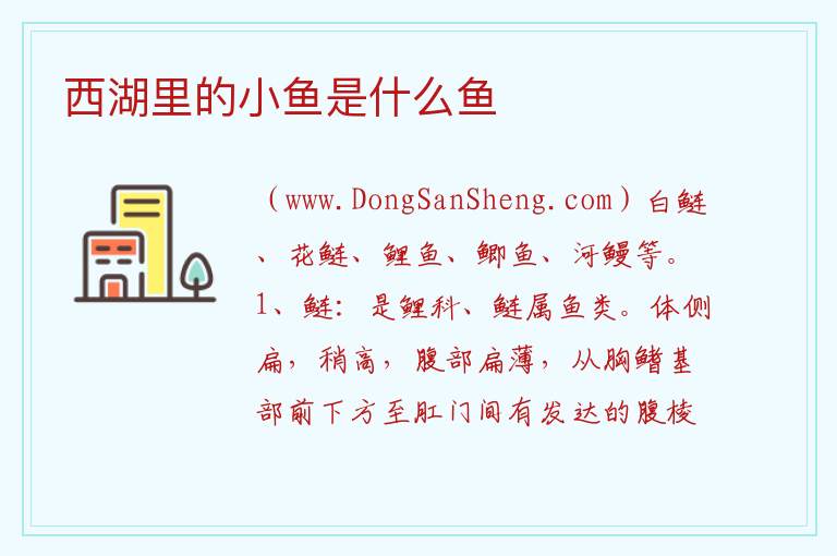 西湖里的小鱼是什么鱼 