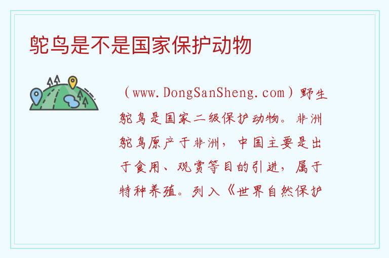 鸵鸟是不是国家保护动物 鸵鸟蛋多少元一颗