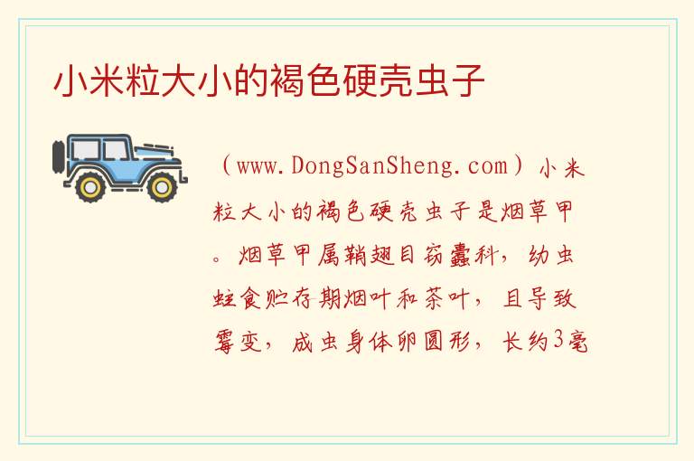 小米粒大小的褐色硬壳虫子 