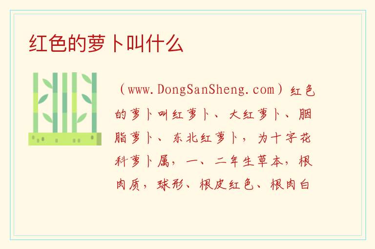 红色的萝卜叫什么 