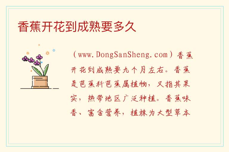 香蕉开花到成熟要多久 