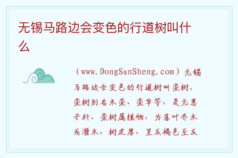 无锡马路边会变色的行道树叫什么 