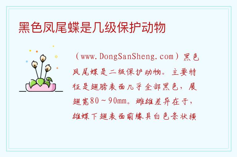 黑色凤尾蝶是几级保护动物 