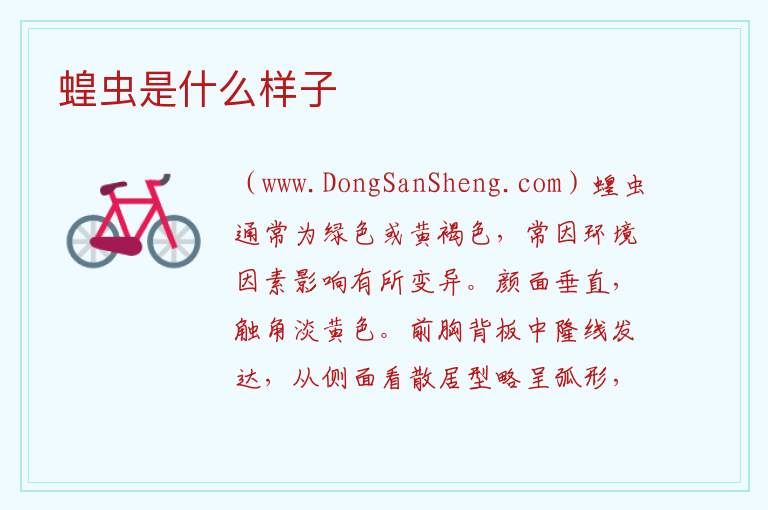 蝗虫是什么样子 