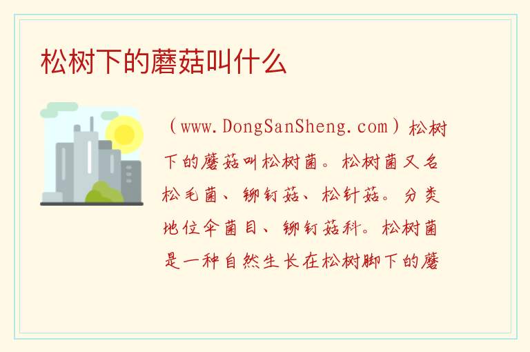 松树下的蘑菇叫什么 