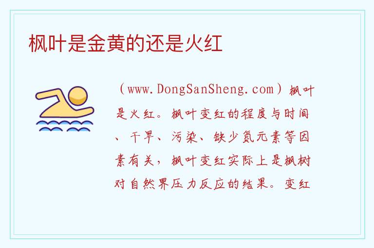 枫叶是金黄的还是火红 