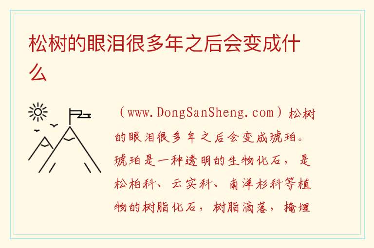 松树的眼泪很多年之后会变成什么 