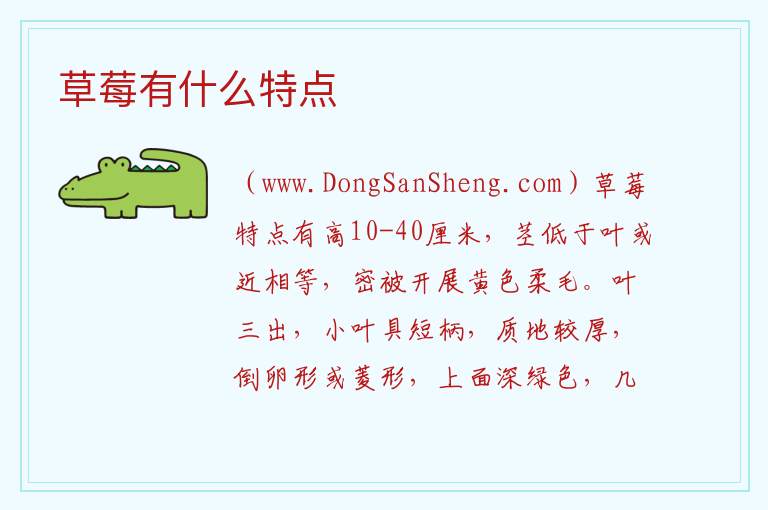 草莓有什么特点 