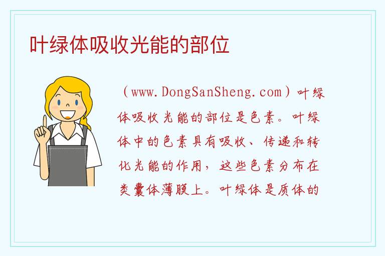 叶绿体吸收光能的部位 