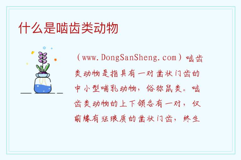 什么是啮齿类动物 