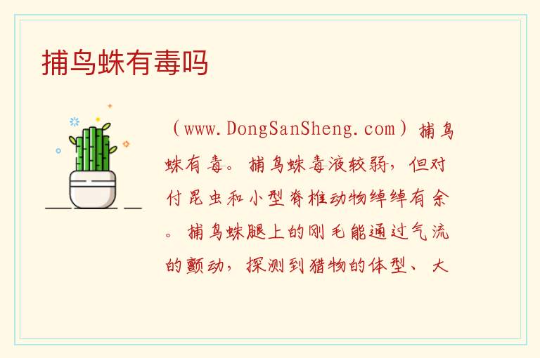捕鸟蛛有毒吗 