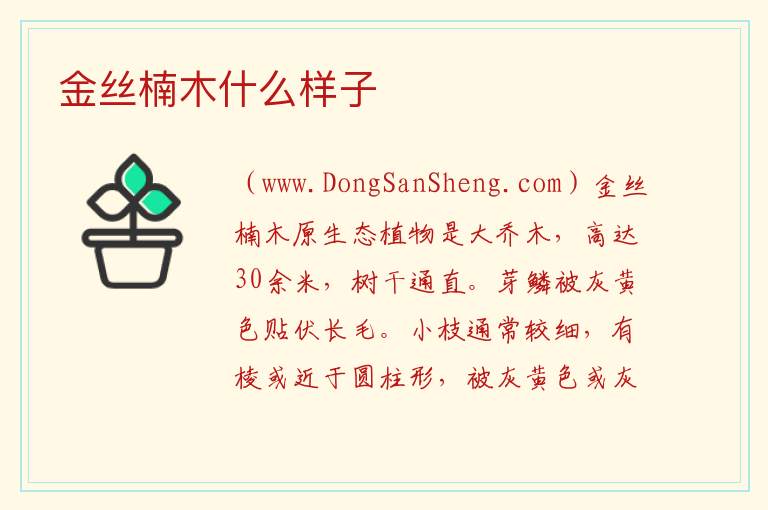 金丝楠木照片，金丝楠木照片