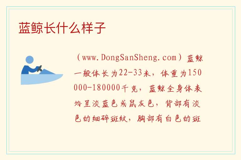蓝鲸长什么样子 蓝鲸长什么样的视频