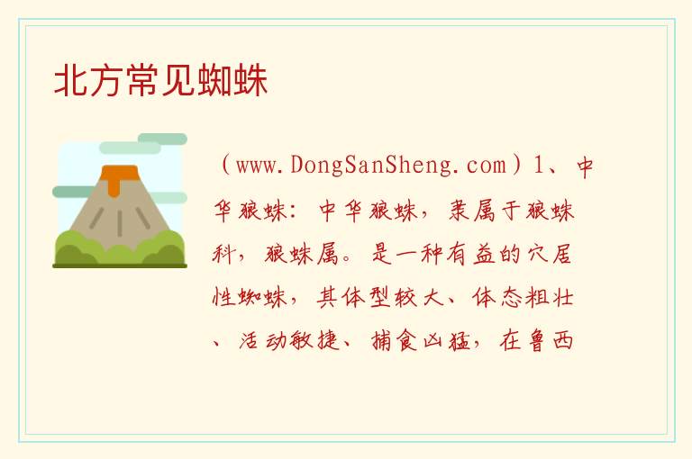 北方常见蜘蛛 