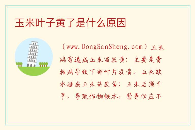 玉米叶子黄了是什么原因 