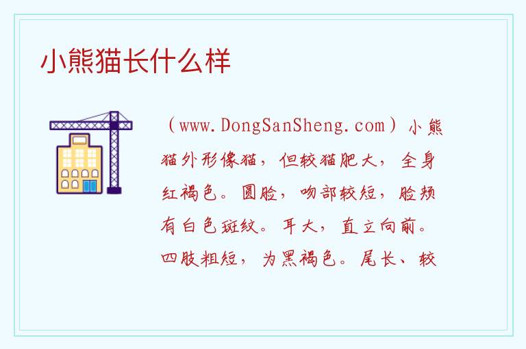 小熊猫长什么样 