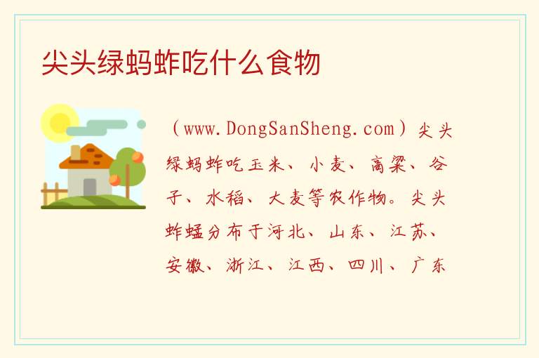 尖头绿蚂蚱吃什么食物 