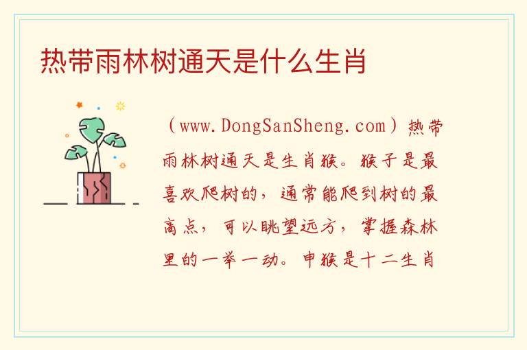 热带雨林树通天是什么生肖 