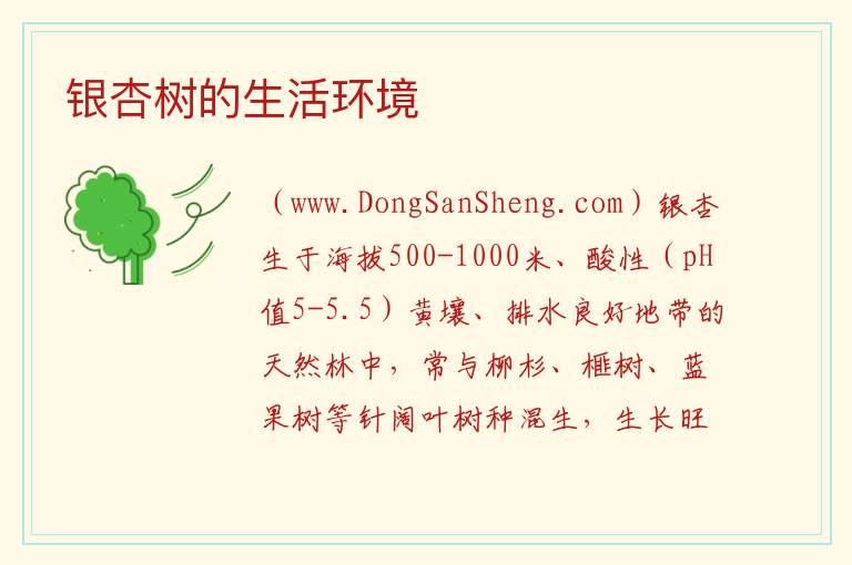 银杏树的生活环境 
