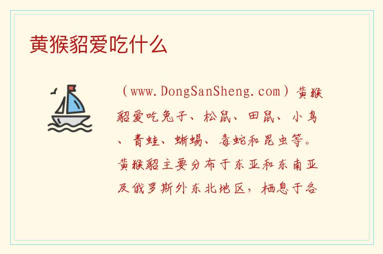 黄猴貂爱吃什么 