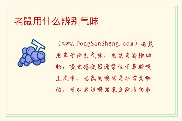老鼠用什么辨别气味 