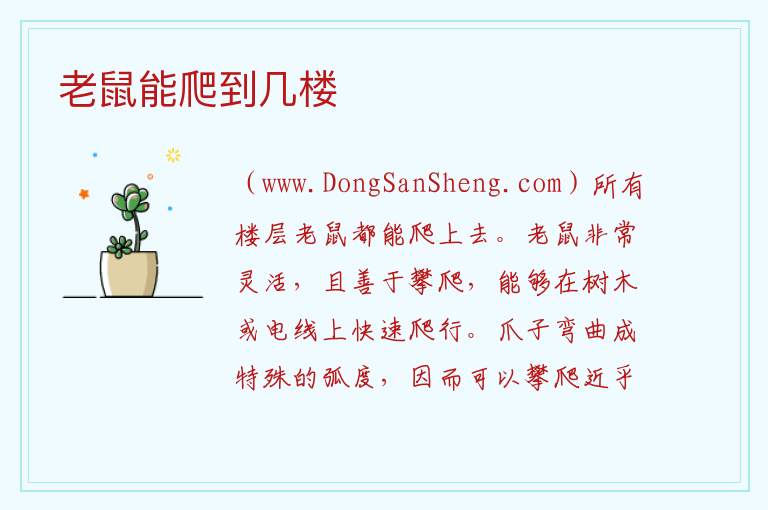 老鼠能爬到几楼 